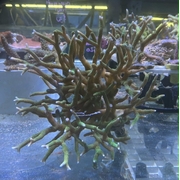 Green Birds Nest Large 2