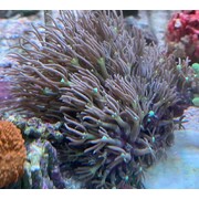 Purple Star Polyp XL