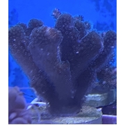 Stylopora Frag