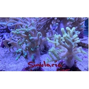 Sinularia Tiny
