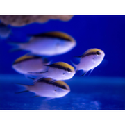 Barrier Reef Chromis