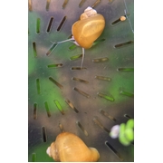 Mystery Snail Gold LARGE