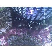 Juve Tank Bred Black & White Ocellaris Clown Single