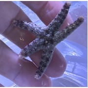 Cummings Sea Star