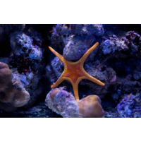 Whitsunday Sea Star