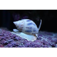 Nassarius Snails