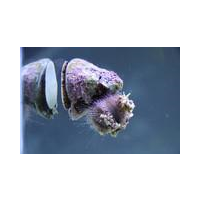 Trochus Snails
