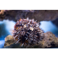 Large Collector Urchin
