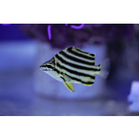 Australian Stripey