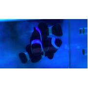 Juve Tank bred black & white Ocellaris clown pair