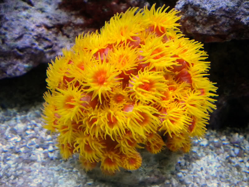 Coral Food