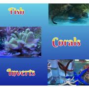 Livestock Fish, Corals, Inverts & Freshwater Plants