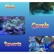 Livestock Fish, Corals & Inverts