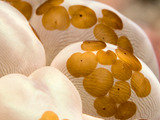 Coral Cleaner/Fish Treatment/Pest Eradication