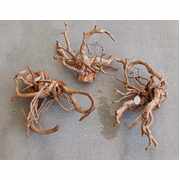 Drift Wood